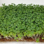 Салатний мікс (3 врожаї) набір для вирощування мікрозелені (Agrocity)
