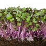 Салатний мікс (3 врожаї) набір для вирощування мікрозелені (Agrocity)