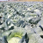Сармелло F1 семена капусты б/н средней (Syngenta)