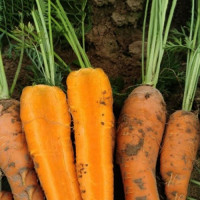 Шантане Курода насіння моркви Шантане ранньої 90-95 дн.15 см (Innova Seeds)