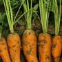 Шантане Курода насіння моркви Шантане ранньої 90-95 дн.15 см (Innova Seeds)