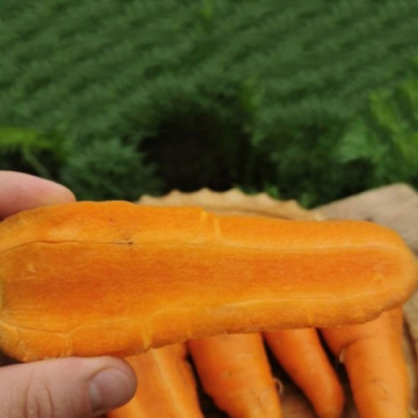 Шантане Курода насіння моркви Шантане ранньої 90-95 дн.15 см (Innova Seeds)