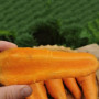 Шантане Курода насіння моркви Шантане ранньої 90-95 дн.15 см (Innova Seeds)