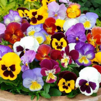 Швейцарські гіганти F1 суміш (mix) насіння віоли (GL Seeds)