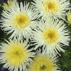 Сі Старлет жовта (Yellow) насіння айстри голчастої (Satimex)