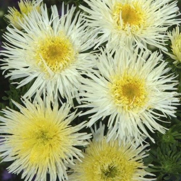 Сі Старлет жовта (Yellow) насіння айстри голчастої (Satimex)