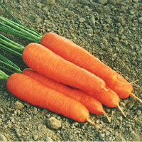 Ступичные семена моркови (Moravoseed)