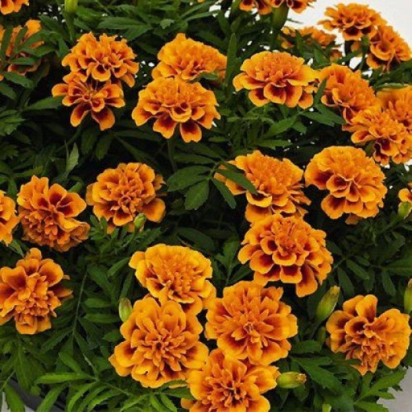 Супергерой оранж флейм (Super Herо Orange Flame) насіння чорнобривців (Benary)