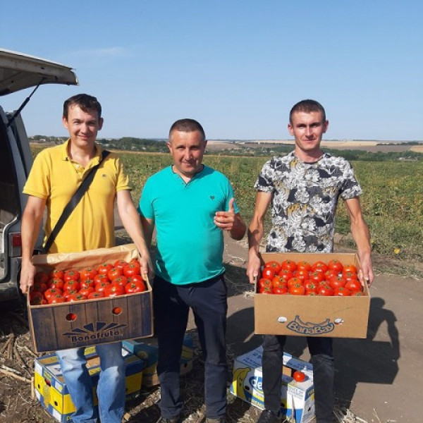 Світ муссон F1 насіння помідора детермінантного (LibraSeeds)