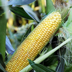 Сюрприз F1 семян кукурузы суперсладкой Sh2 (GL Seeds)