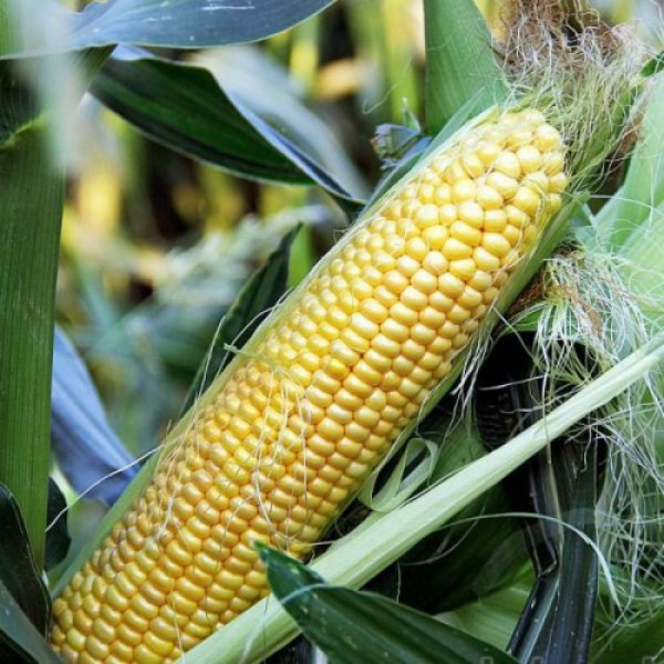 Сюрприз F1 семян кукурузы суперсладкой Sh2 (GL Seeds)