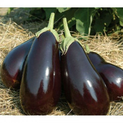 Царская икра семян баклажана раннего (GL Seeds)