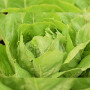 Викторинус семена салата тип Ромен дражированный (Rijk Zwaan)