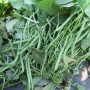 Вера семян фасоли спаржевой кустовой ранней 50-55 дн. 15 см зел. (Innova Seeds)