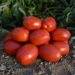 1892 F1 насіння помідора детермінантного (Lark Seeds)