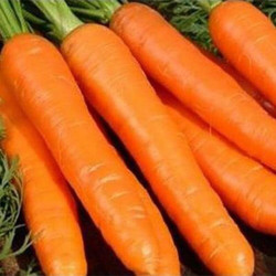 1932 F1 (1,8-2) семена моркови (Lark Seeds)