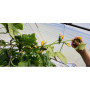 СВ 4097 ЦВ F1 (SV 4097 CV F1) семена партенокарпического огурца (Seminis)