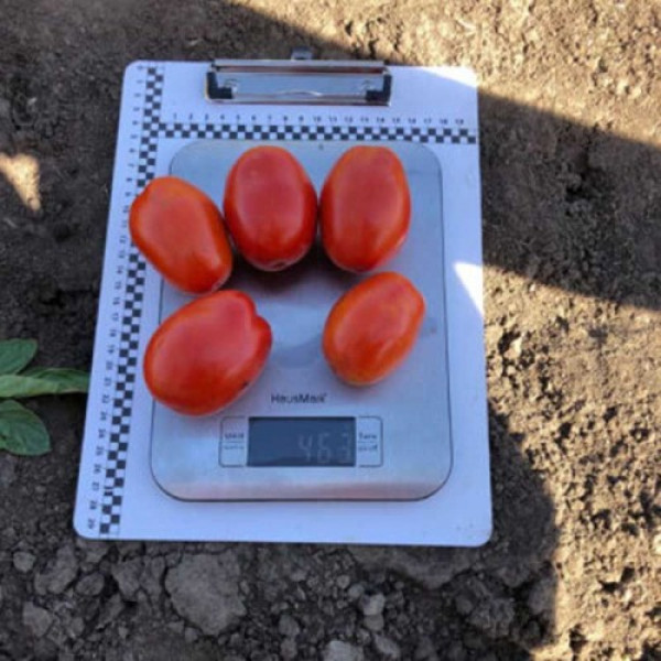 9985 F1 насіння томата дететерминантного (Lark Seeds)