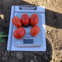 9985 F1 насіння томата дететерминантного (Lark Seeds)