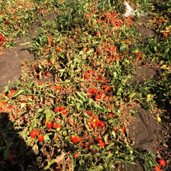 9985 F1 насіння томата дететерминантного (Lark Seeds)