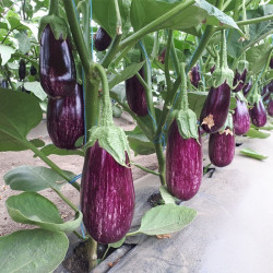 ЦРХ 50141 F1 (CRX 50141 F1) семян баклажана раннего (Cora Seeds)