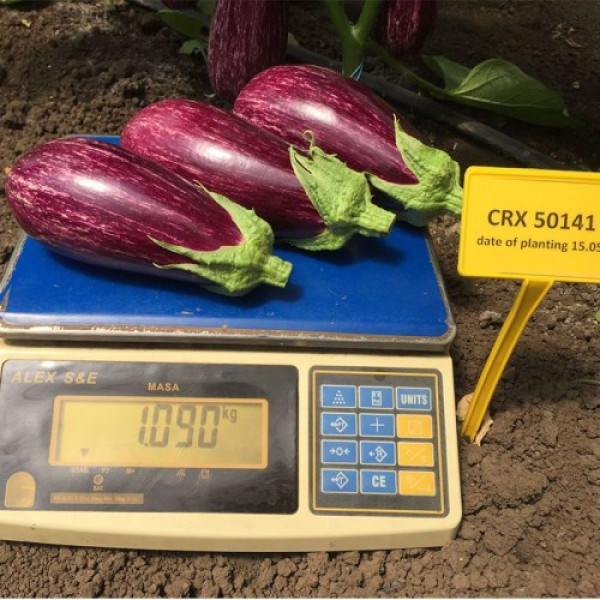 ЦРХ 50141 F1 (CRX 50141 F1) семян баклажана раннего (Cora Seeds)