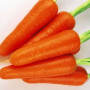 Абако F1 (Abaco F1) (1,4-1,6) семена моркови (Seminis)