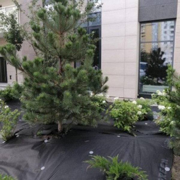 Агроволокно черное для мульчирования (плотность 100г/м2) (Agreen)