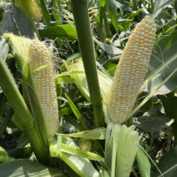 Айрон F1 (ESW32 F1) семена кукурузы суперсладкой Sh2 белой (Lark Seeds)