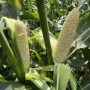 Айрон F1 (ESW32 F1) семена кукурузы суперсладкой Sh2 белой (Lark Seeds)