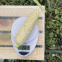 Айрон F1 (ESW32 F1) семена кукурузы суперсладкой Sh2 белой (Lark Seeds)