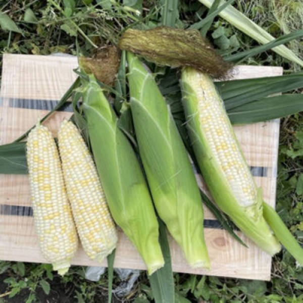 Айрон F1 (ESW32 F1) семена кукурузы суперсладкой Sh2 белой (Lark Seeds)