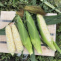 Айрон F1 (ESW32 F1) семена кукурузы суперсладкой Sh2 белой (Lark Seeds)