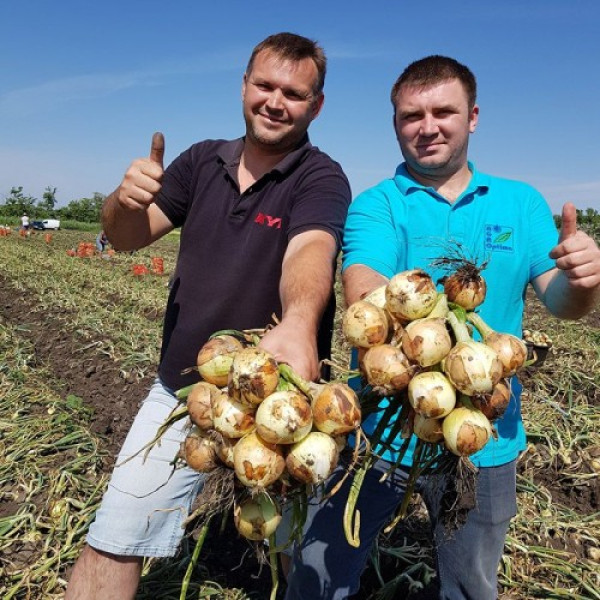 Альбатрос F1 насіння цибулі ріпчастої озимої (LibraSeeds)
