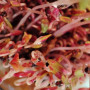 Амарант красный семена микрозеленые (Agrocity)