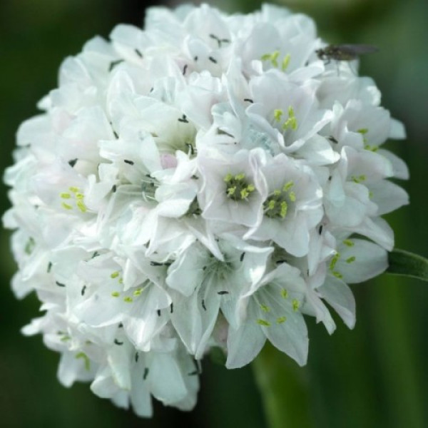 Армада біла (white) насіння армерії (Syngenta)