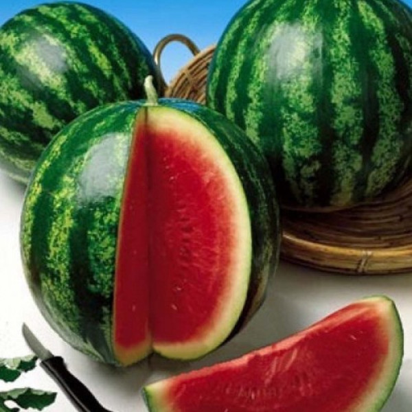 АУ Продюсер насіння кавуна середнього (Hollar Seeds)