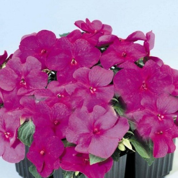 Баланс F1 фіолетовий (purple) насіння бальзаміну (Hem Genetics)