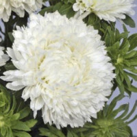 Балун белый (White) семена астры (Satimex)