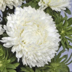 Балун біла (White) насіння айстри (Satimex)