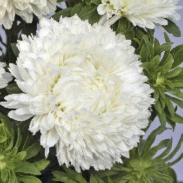 Балун біла (White) насіння айстри (Satimex)