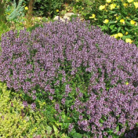 Богородская трава семян тимьяна (GL Seeds)
