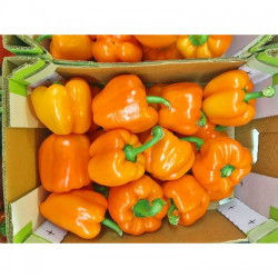Бычок семян перца сладкого (GL Seeds)