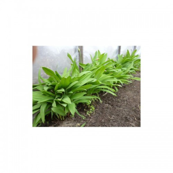 Черемша насіння дикого часника (GL Seeds)