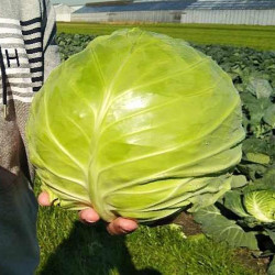 Чіта F1 насіння капусти білоголової (Takii Seeds)