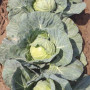 Чита F1 семена капусты белокочанной (Takii Seeds)
