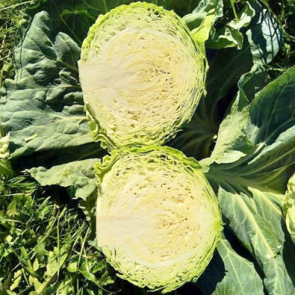 Чита F1 семена капусты белокочанной (Takii Seeds)