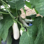 ЦРБ 50153 F1 (CRX 50153 F1) семена баклажана удл.-цил. белого (Cora Seeds)