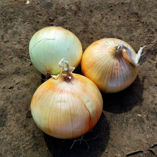 Каптіва F1 (CRX 2554 F1) насіння цибулі ріпчастої озимої (Cora Seeds)