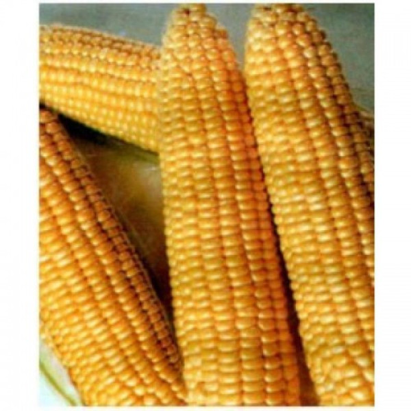 Танем F1 (Дімакс F1) насіння кукурудзи солодкої Se (May Seeds)
